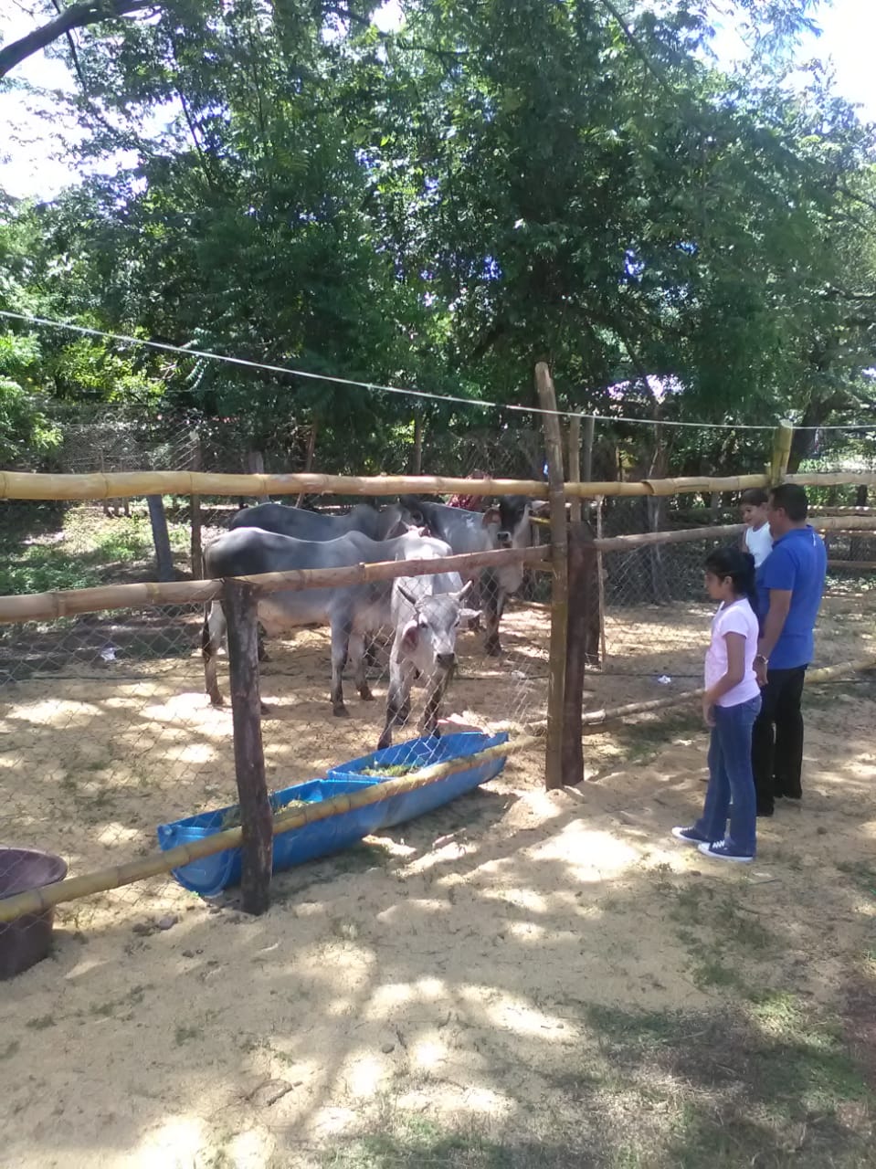 ganado1